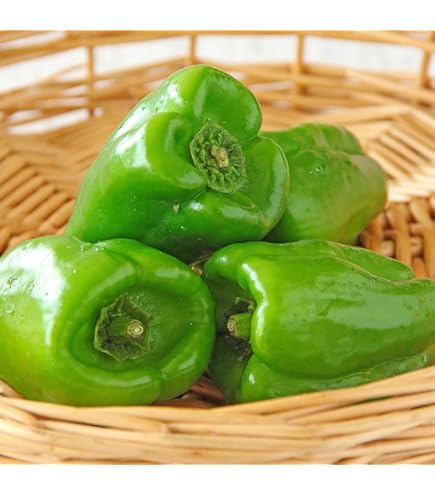 Amazon.co.jp: 高知県産 減農薬ピーマン 1kg｜植田ファーム｜苦味