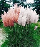 200 Pcs Pampas Grass Seeds Patio And Garden Potted Ornamental Plants New Flowers (pink Yellow White 