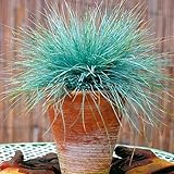 （ウシノケグサアラカシ）多年生耐寒観賞用草成長しやすいので - 100個の種子/ブルーフェスク草の種子を詰めます