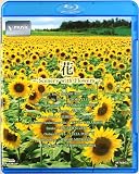 V-music�u�ԁ`Scenery with Flowers�`�v