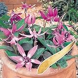 国華園　カタクリ種球　普通球　10球【※発送が国華園からの場合のみ正規品です】