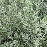 レウコフィルム3号ポット 2株セット[赤紫色の花を咲かせるシルバーリーフ植物] ノーブランド品