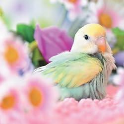 鳥の人気壁紙画像 コザクラインコ