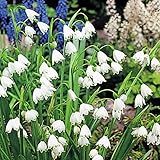 国華園 秋植え球根 スノーフレーク 10球【※発送が国華園からの場合のみ正規品です】