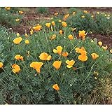 [秋まきタネ 花菱草カリフォルニアポピー 耕作放棄地の雑草防止に]景観形成作物：ハナビシソウ500g ノーブランド品