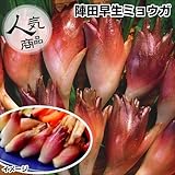 国華園　山菜苗　陣田早生ミョウガ　10株【※発送が国華園からの場合のみ正規品です】