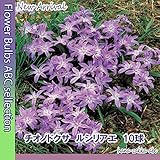 ◆【初心者も安心】 チオノドクサ　ルシリアエ 10球 【オランダからの花便り】 【秋植え球根】