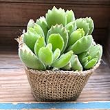 熊童子 可愛い熊の手 多肉植物 インテリア