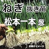 ねぎ 苗 信州特産 松本一本ねぎ 抜き苗 ネギ (50本)
