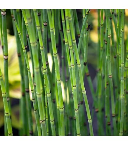 Amazon.co.jp: 孟宗竹 地下茎 筍 苗 竹の根 20cm 15本 筍栽培 : DIY