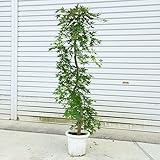 新登場！特選庭木：流泉もみじ（しだれもみじ）*樹高：約100ｃｍ　全高：約120ｃｍ　ヤマト便（大型商品）発送！