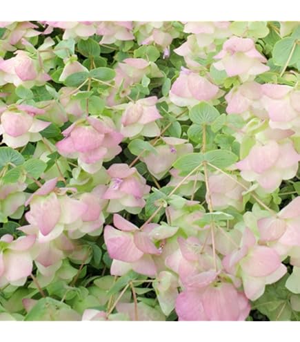 Amazon | 宿根草 観賞用ハーブ オレガノ ケントビューティー 1