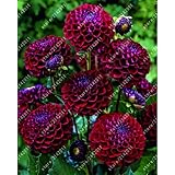 20pcs/bag dahlia flower dahlia seeds,(not dahlia bulbs)bonsai flower seeds gorgeous flower Balcony p