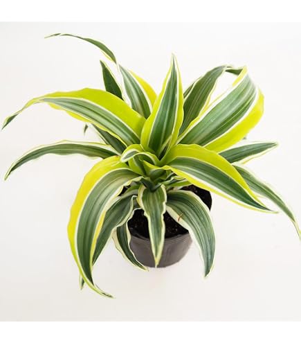 Amazon｜観葉植物ドラセナ ワーネッキー【ジェイドジュエル】｜観葉