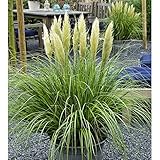 ミニパンパスグラス6号ポット[姫パンパス・小型のパンパスグラス] ノーブランド品