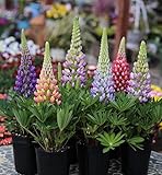 １株から数本の花穂が立ちます 宿根草 ルピナス スプリングスマイルミックス ３株セット