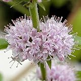 （観葉植物）ハーブ苗　ニホンハッカ　原種　３号（１ポット分）