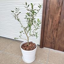 Amazon｜はじめてのオリーブの木栽培セット 6号鉢 選べる鉢カラー 植え