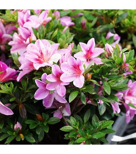 Amazon.co.jp: さつき 苗 【大盃 （ ピンク ）】 4号ポット苗 : DIY