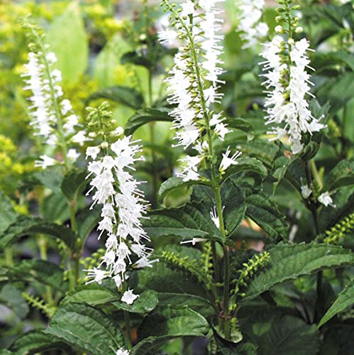 【山野草】シモバシラ 【山野草】シモバシラ