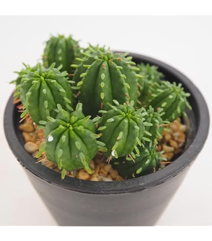 Amazon｜【種子】ユーフォルビア・ディディエロイデス 10s Euphorbia