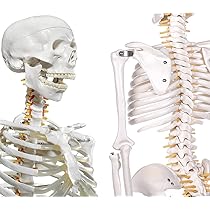 人体模型 骨格モデル 約80cm！カイロ！整体！ エステ！オステ！鍼灸！医療！ 人体模型 骨格モデル 約80cm！カイロ！整体！ エステ！オステ