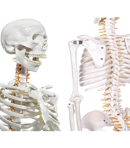 Amazon.co.jp: 【frugolio casa】【高品質】 人体骨格模型 脊柱可動型
