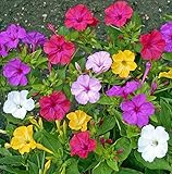 マーベルペルーの種子ミックス（オシロイバナ）年次花