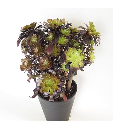 Amazon｜多肉植物 アエオニウム 黒法師抜き苗6頭｜観葉植物 オンライン通販