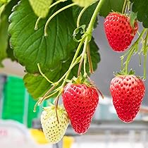 61AZdjCfuSL._AC_UL210_SR210,