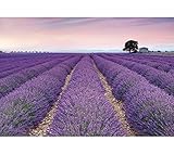 Komar XXL4-036 Scenic Provence Wall Mural, Purple by Komar