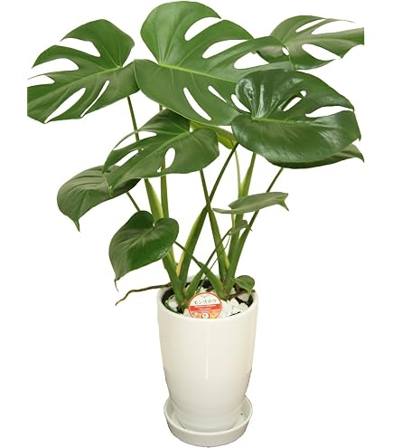 Amazon｜松村農園 観葉植物 モンステラ デリシオーサ 本物 7号 白 陶器