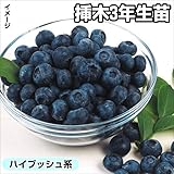 国華園　果樹苗　ハイブッシュ系ブルーベリー　アイバンホー　3年生挿木苗　1株【※発送が国華園からの場合のみ正規品です】