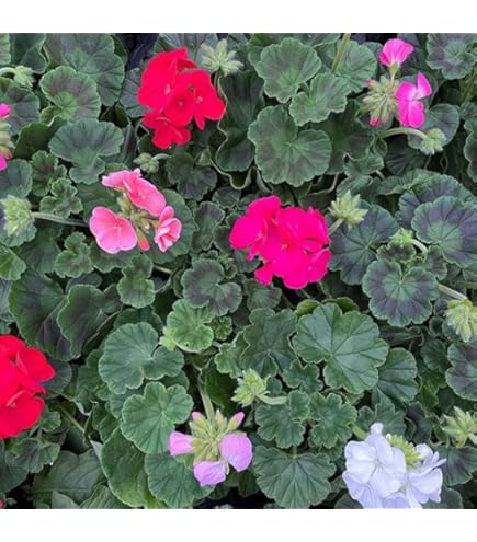 Amazon.co.jp: 【ゼラニウム 苗】カラーリーフゼラニウム 金光錦