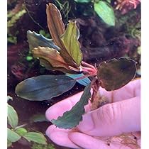 ブセファランドラ sp. \"Sintang-3\" 【HW】 ※本タグ付き ブセファランドラ sp. Sintang-3 【HW】 ※本タグ付き