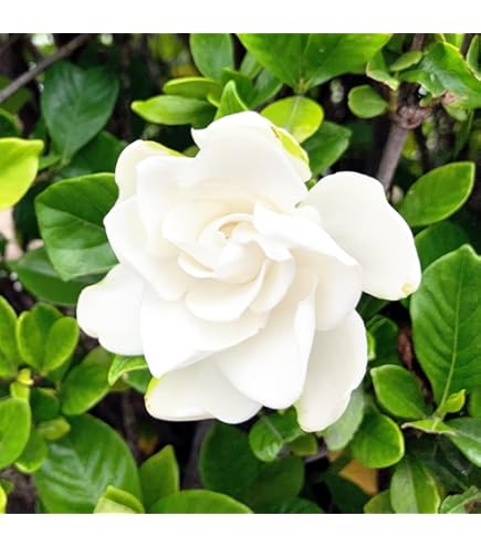 Amazon.co.jp: 夜来香 5号鉢 イエライシャン 行灯仕立て 香りの花