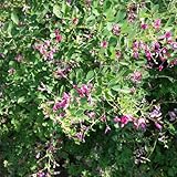 萩[ハギ]：ミヤギノ（宮城野）3.5号ポット[ミヤギノハギ 優雅に枝垂れよく咲きます] ノーブランド品