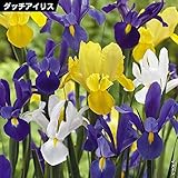 国華園　秋植え球根 ダッチアイリス3色ミックス （花色見計らい） 30球【※発送が国華園からの場合のみ正規品です】