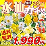 国華園　水仙　水仙ガチャ球根　20球【※発送が国華園からの場合のみ正規品です】
