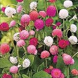 【メール便配送】国華園　花たね　千日紅美色混合　1袋(300mg)【※発送が国華園からの場合のみ正規品です】