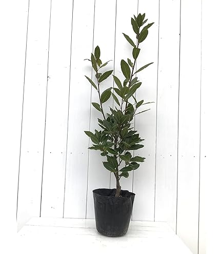 Amazon | 月桂樹(ゲッケイジュ) ローリエ 植木 苗木 半耐寒性常緑中