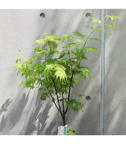 Amazon.co.jp: 『苗木/庭木/植木』血汐紅葉（チシオモミジ）もみじ/大