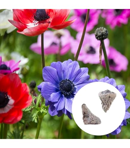 Amazon.co.jp: 秋植え球根 アネモネ フルゲンス ホワイトシェード 3球