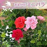 (観葉)ミニバラ(品種おまかせ) 3.5号(1鉢) 本州・四国限定[生体]