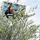 国華園　果樹苗　オリーブ　ミッション　15ｃｍポット苗　1株【※発送が国華園からの場合のみ正規品です】