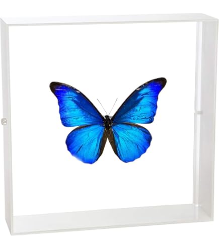 Amazon.co.jp: 蝶の標本 アドニスモルフォ Morpho adonis モルフォ
