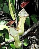 Nepenthes beccariana Sipogas Area - pitcher plant - 5 seeds