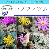 SAFLAX - ギフトセット - コノフィツム - 40 個の種。- ギフトボックス、カード、ラベル、鉢植え用土壌を含みます。 - Conophytum Mix
