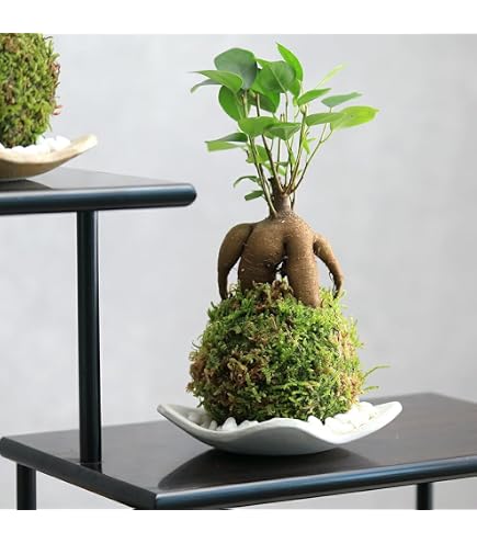 Amazon.co.jp: 杉玉 直径約38cm 屋根. C : DIY・工具・ガーデン