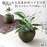(観葉)おまかせハイドロ苗と麻ボールの鉢 緑 Lサイズ苗(1セット) 本州・四国限定[生体]